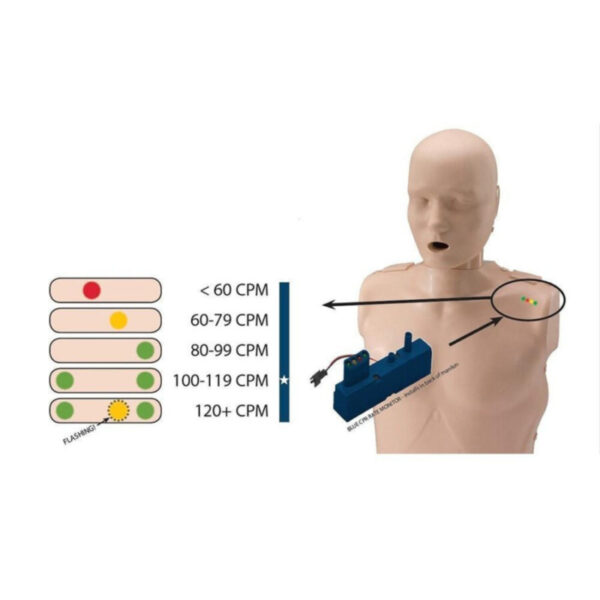Prestan Adult CPR Manikin